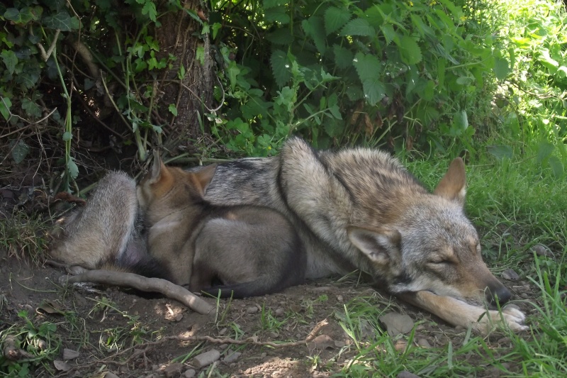 mes Z'amours de Chiens Loups Tchèques - Page 3 Attila10