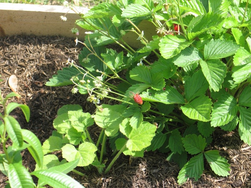 strawberries - Strawberries!!! - Page 2 Img_3115