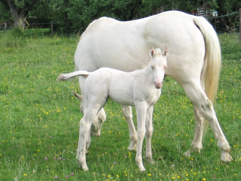 [Plus à vendre] Bianco Baby Dude Bemyli11