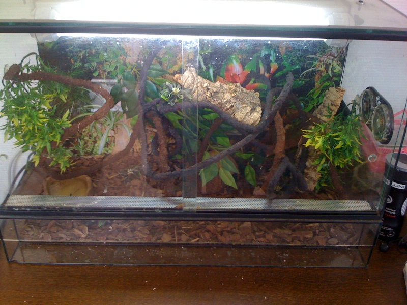 Terrarium de mon Gecko Aurratus  Img_0411