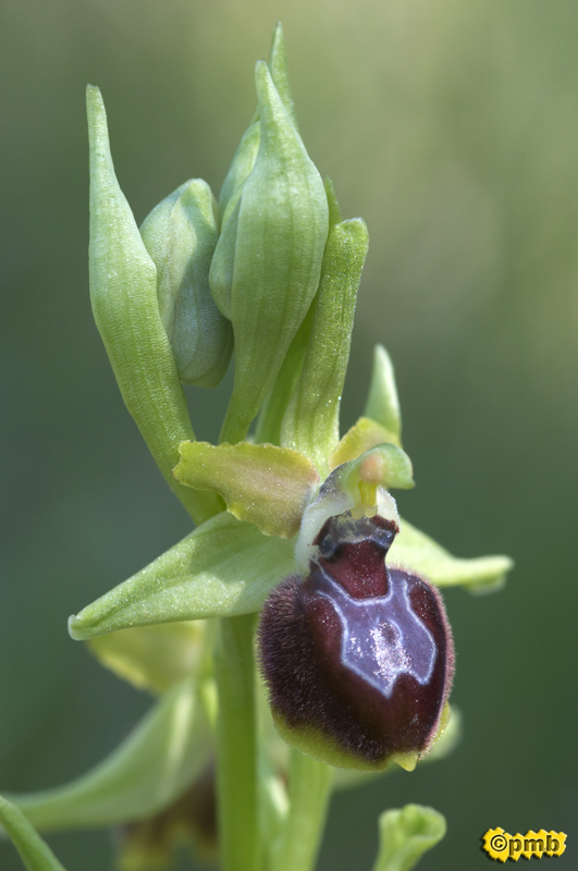 Ophrys provincialis ( Ophrys de Provence ) Opprov12