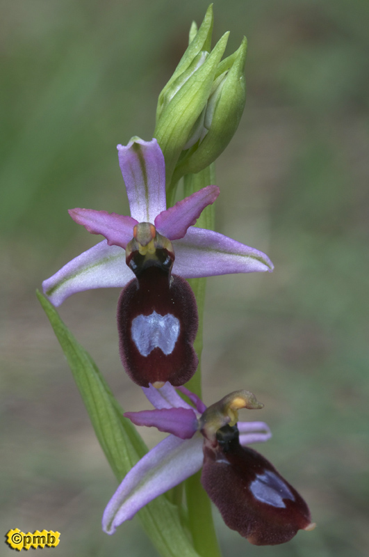 Ophrys bertolonii saratoi ( O. drumana ) Opsara11