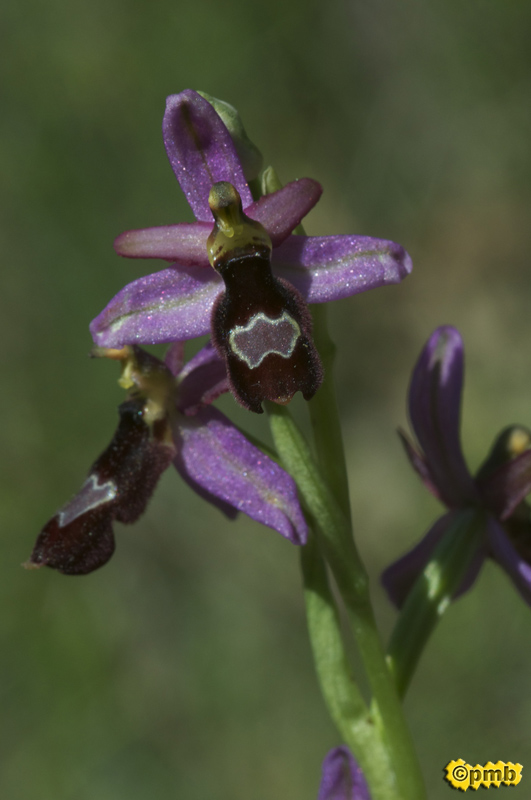Ophrys groupe bertolonii Opsara16