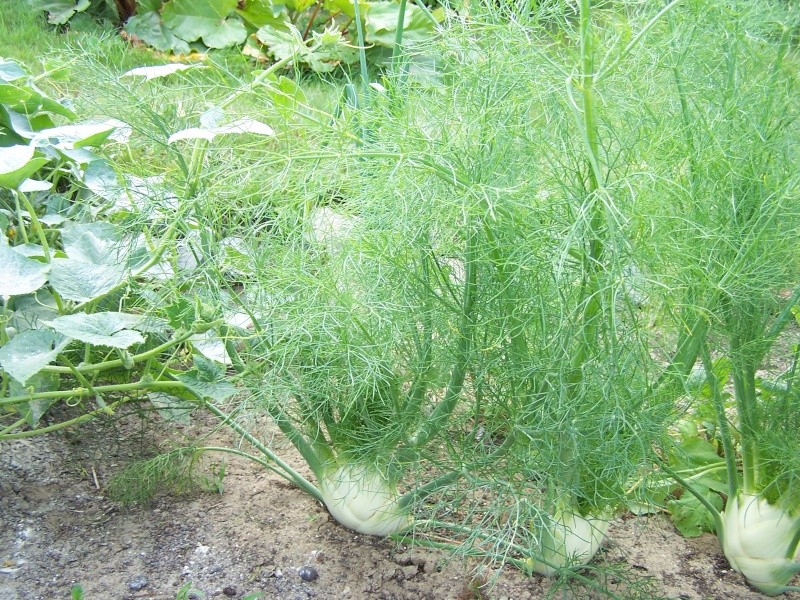 Friday Rookie Topic IX: Fennel 100_4110