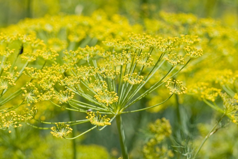 Friday Rookie Topic IX: Fennel Fennel10