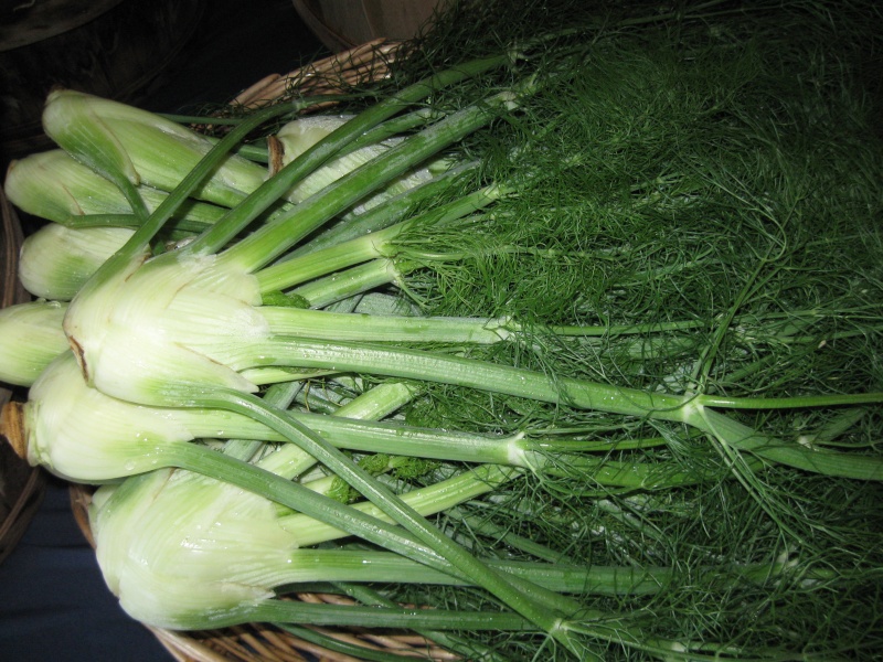 Friday Rookie Topic IX: Fennel Fennel12