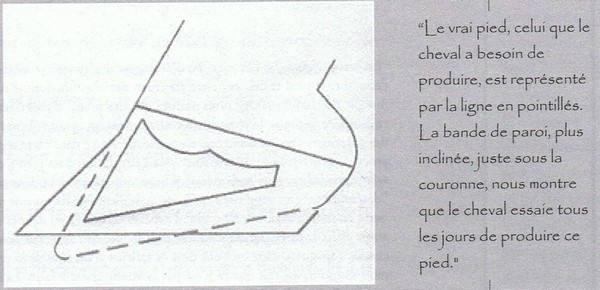 Philou: cheval pieds nus (photos) - Page 4 Photo_12