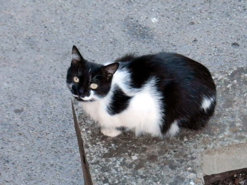 Nahou, beau chat noir et blanc né fin 2009 Dscn1011