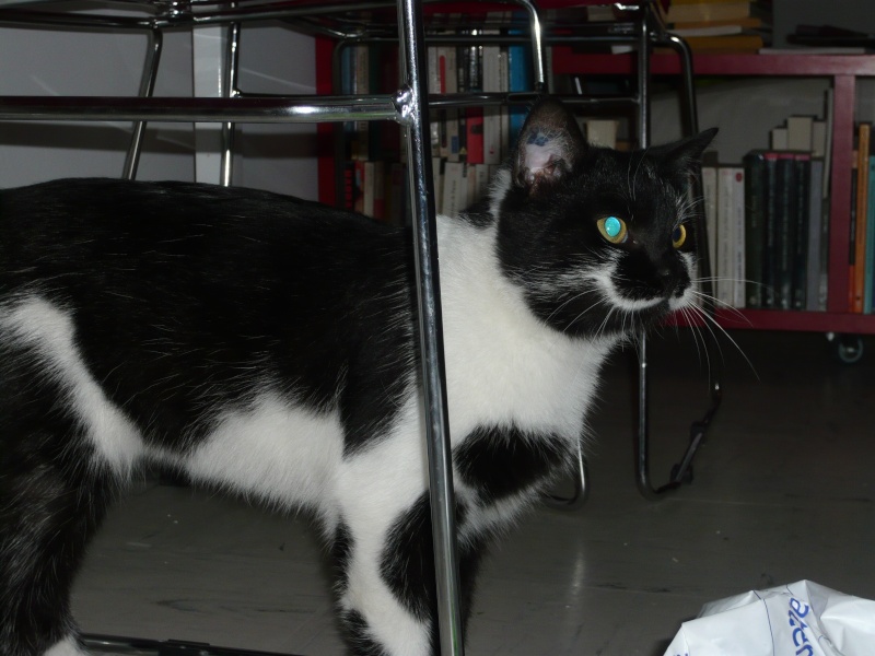 Nahou, beau chat noir et blanc né fin 2009 P1160313