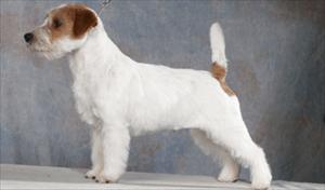 IL JACK RUSSELL, CHE PERSONALMENTE, RITENIAMO IL PIU' VICINO ALLA NOSTRA IDEA DI JACK. UN SOGGETTO ATTUALE ED UNO DEL PASSATO. Speedw11