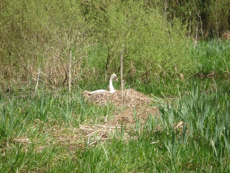 Aylesbury, Wendover, The arm of the canal that never was 01917