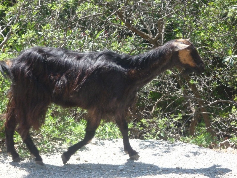 Greece, Island of Crete, Paleochora, Walk to Anidri 06311