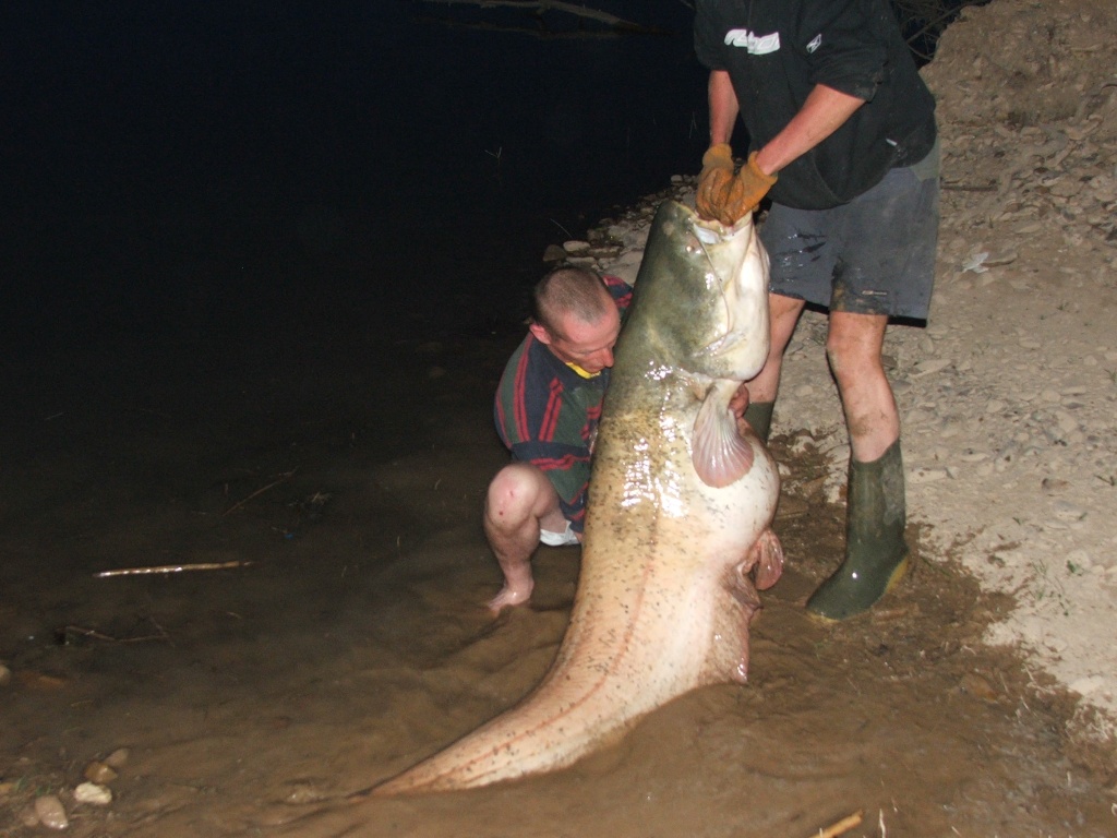 Spain, Caspe, A Catfishing Holiday on the River Ebro Catfis19