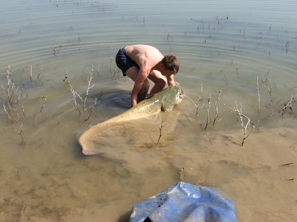 Spain, Caspe, A Catfishing Holiday on the River Ebro Catfis21