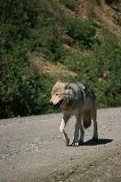 Teyami ( Evil wolf...Please) Bdghdh10