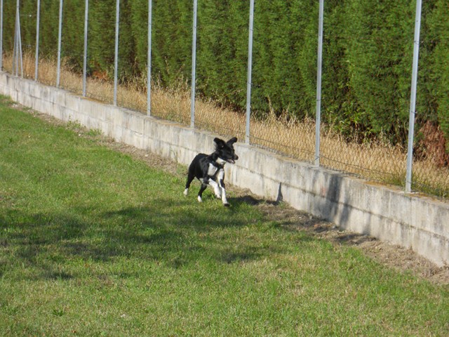 collie - (Adoptée !!!) Lilith border collie ~ 1 an Lilith11