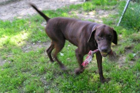 Dipsy - adorable braque de 3 ans - attend au Refuge SPA de Nailly (89) Dipsy10