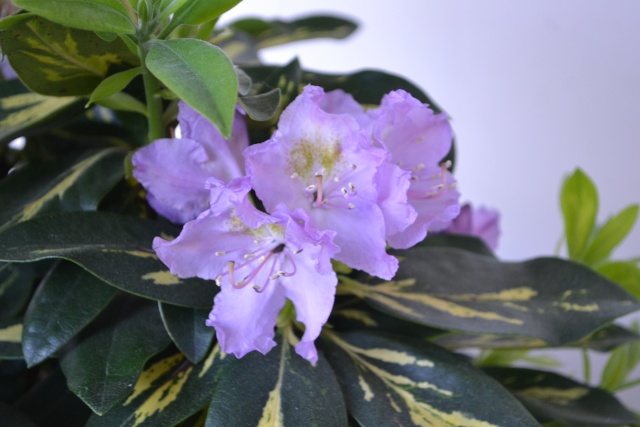 Sos pour mon Rhododendron Dsc_0011