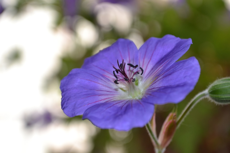 Geranium "Rozanne" - Page 2 Dsc_0211