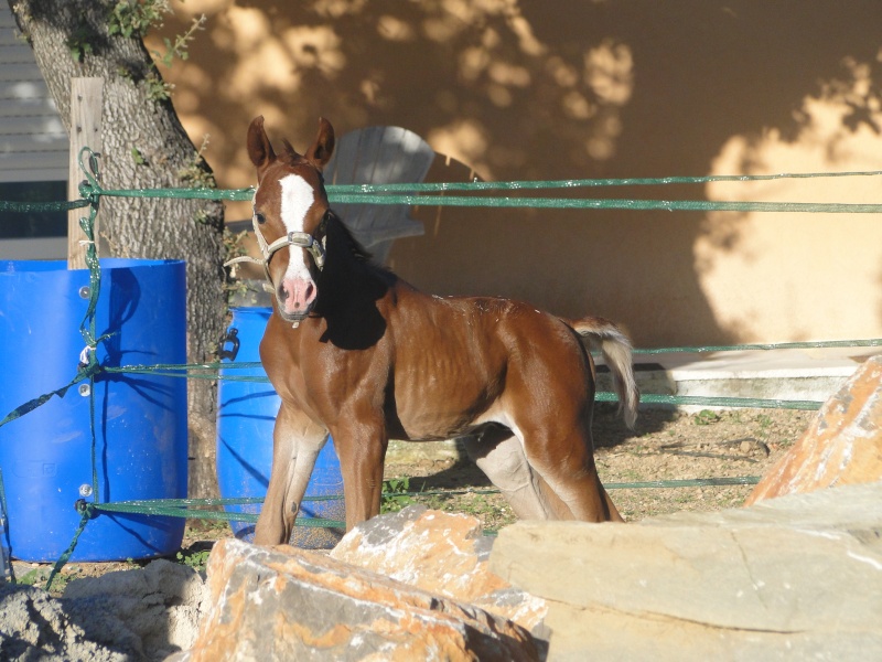 Charror Di Civieriv (Orient Alheera x Avalon Impakt) Dsc06511