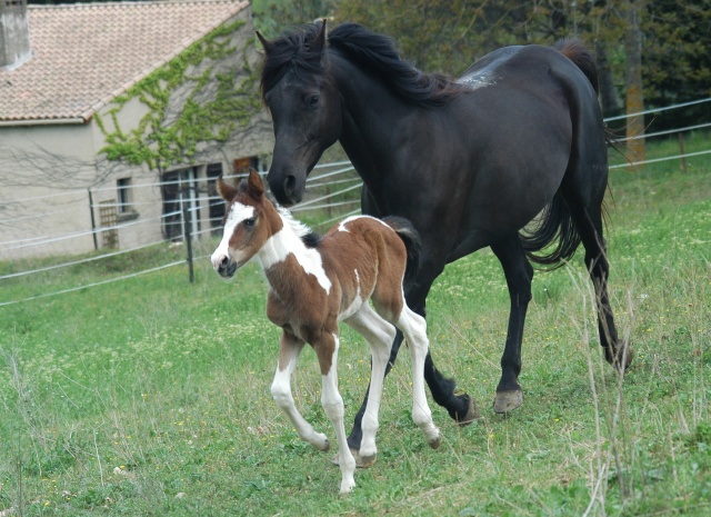 Pouliche DSA 50 % arabe pie baie tobiano Paddi_15