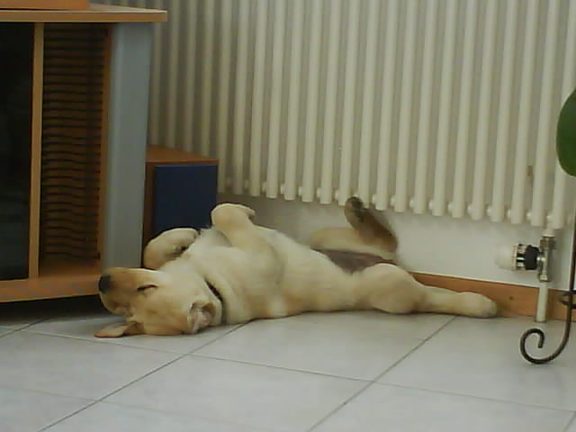 Résultat du concours photos : "Mon chien dort dans des positions acrobatiques..." Dsc00115