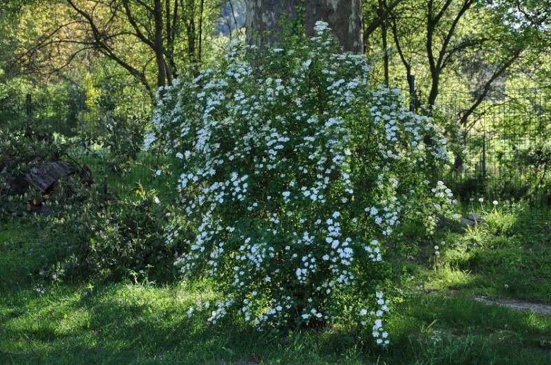 Spiraea ×vanhouttei , Spirée de Vanhoutt Arbore22