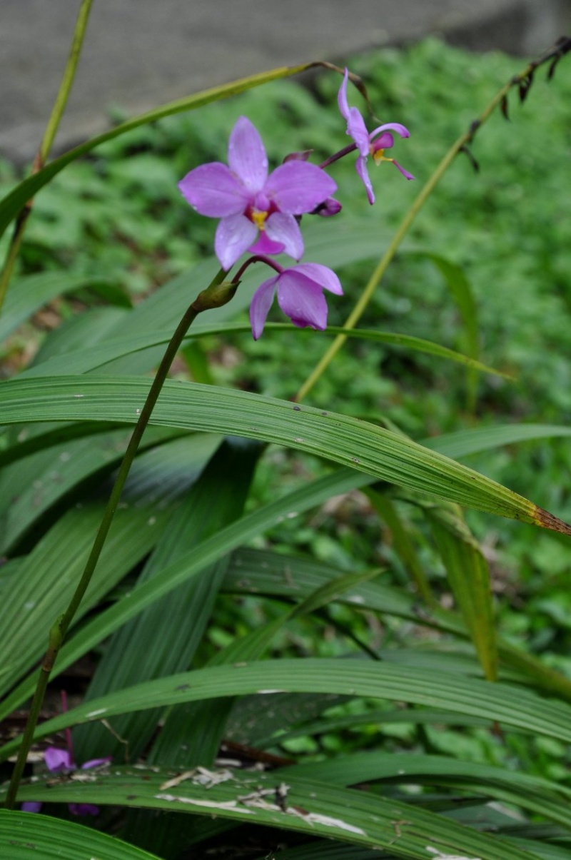 orchidée bambou Costa_13