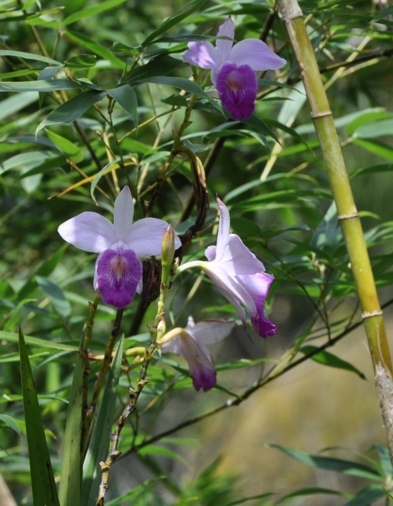 orchidée bambou Costa_14