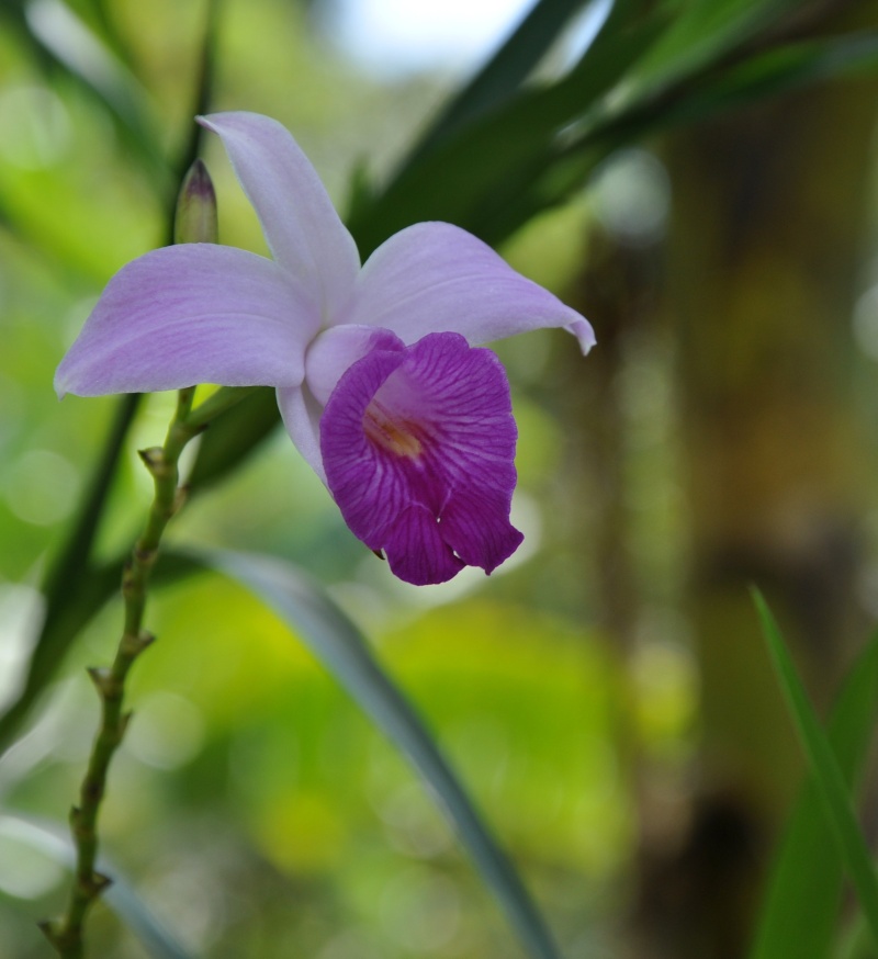 orchidée bambou Costa_15