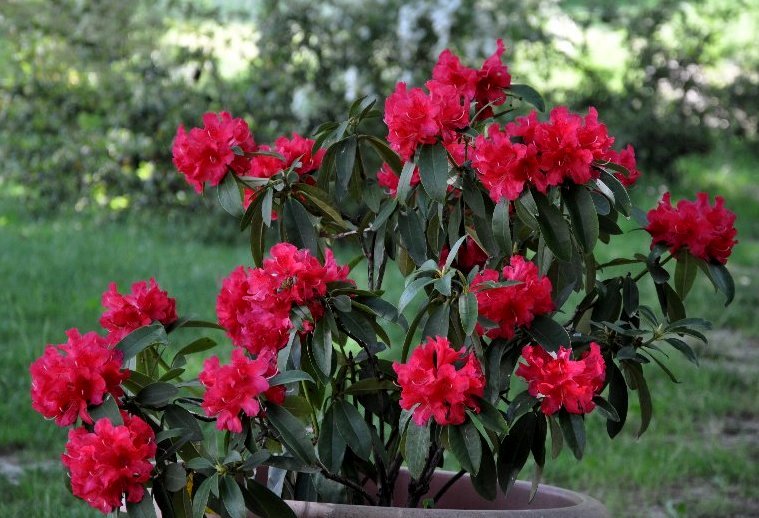 Rhododendron hibride Jardin10