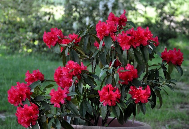 Rhododendron  hibride Jardin10