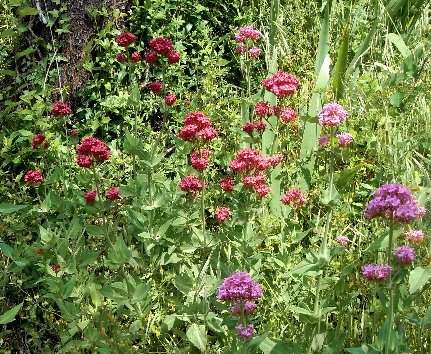 L'indélogeable Centranthus ruber... Mai_2012