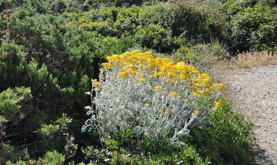 Senecio maritima, Cinéraire maritime Mai_2021