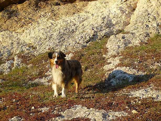 Si vous aimez les animaux... - Page 2 Nature11