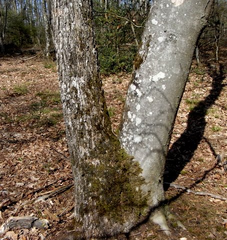 Deux arbres en un, curiosité de la nature R0022810