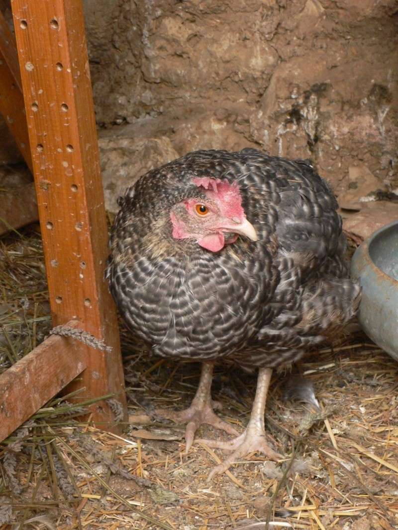 vermifuger une poule qui couve? Poule_10