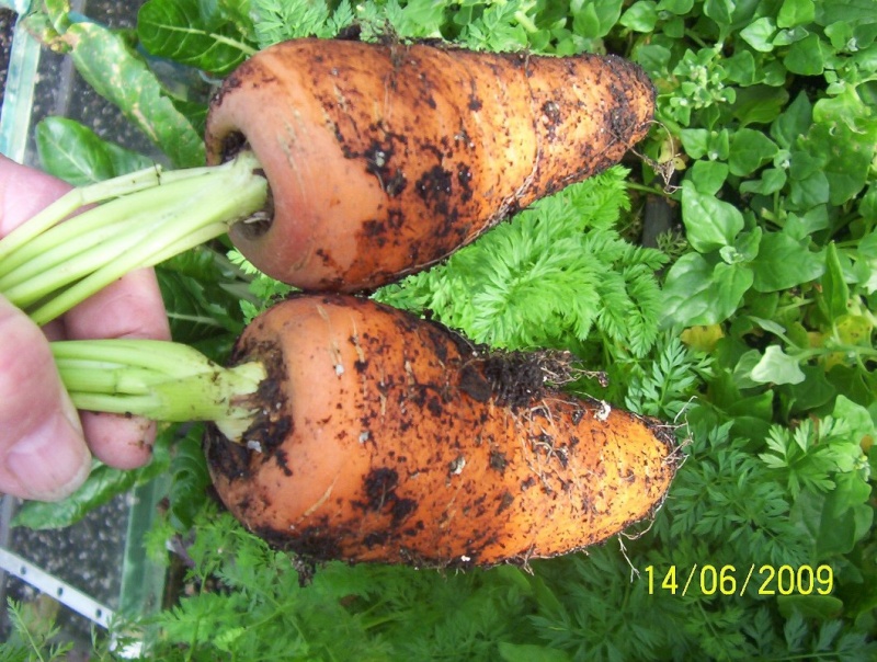 Typical SFG Carrot Harvest Carrot13