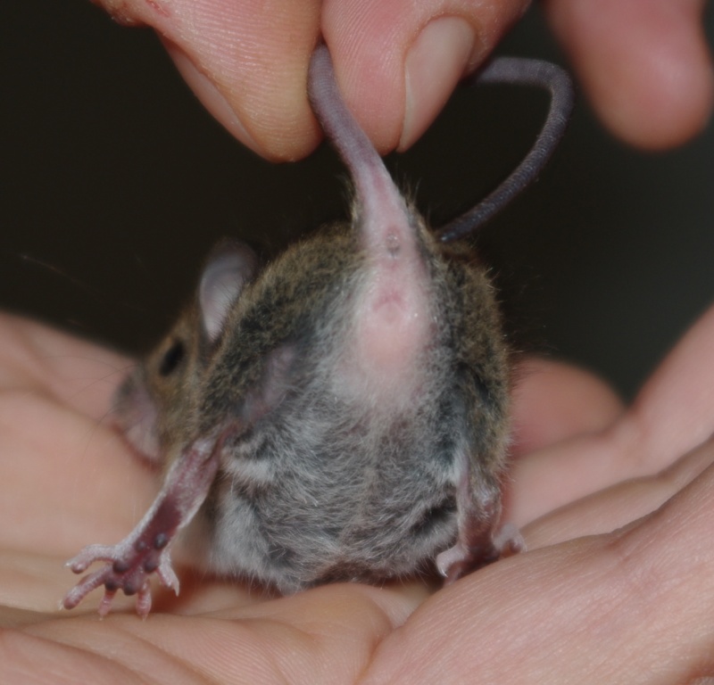 Aidezmoi! Souris mâle ou femelle? Photos!