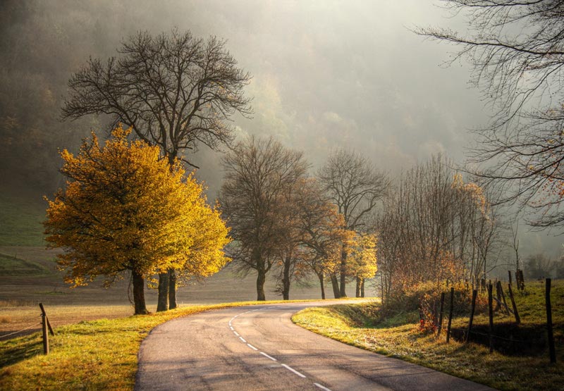 Route en Automne Arbre-11