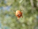 Araignée orange en Provence P1000512