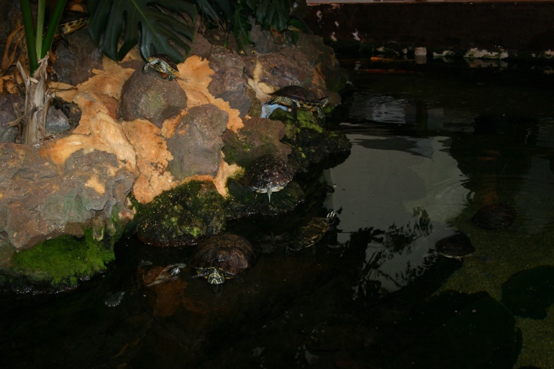 aquarium de Vannes (56) 00114