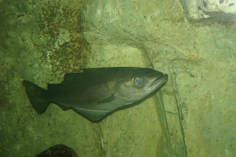 aquarium de Vannes (56) 00311