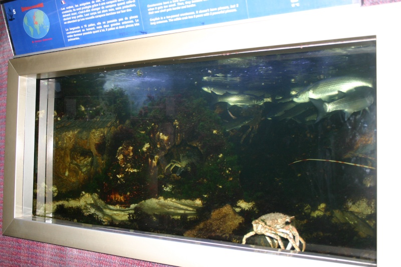 aquarium de Vannes (56) 00413