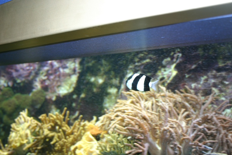 aquarium de Vannes (56) 00714