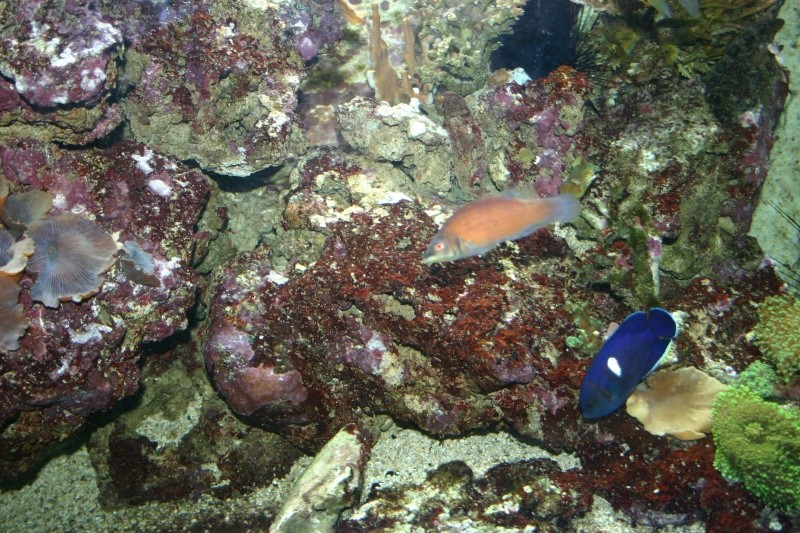 aquarium de Vannes (56) 00813