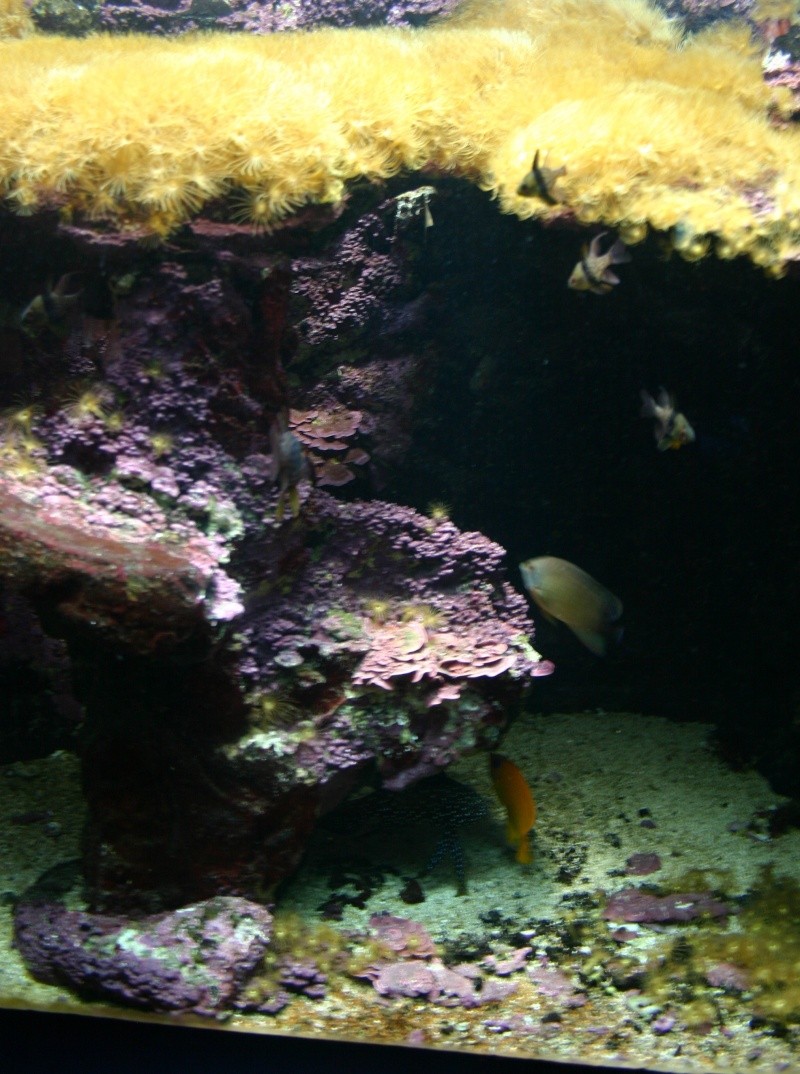 aquarium de Vannes (56) 01013
