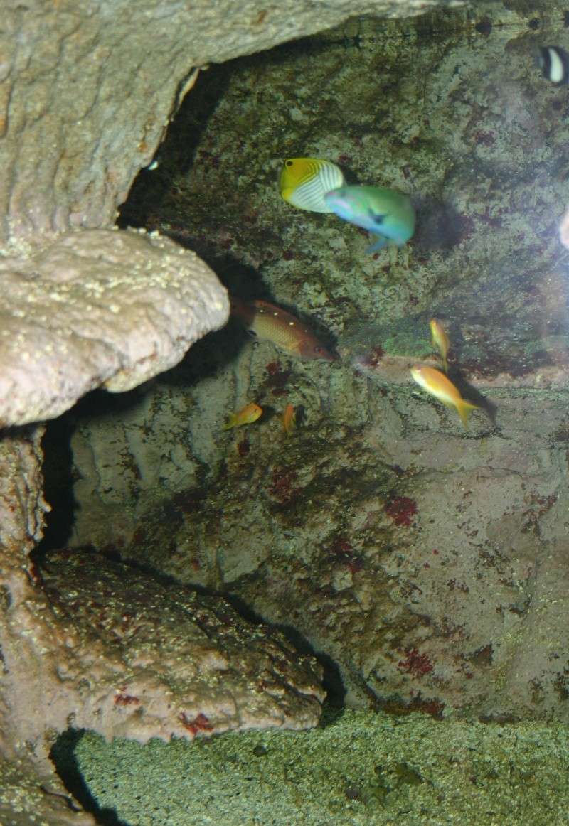 aquarium de Vannes (56) 02014