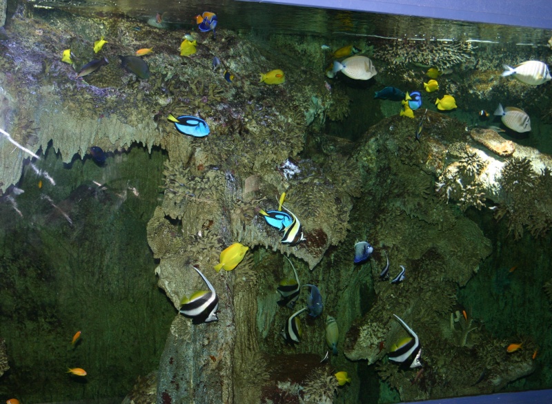 aquarium de Vannes (56) 02212