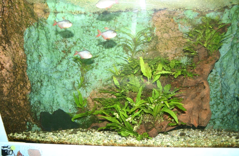 aquarium de Vannes (56) 02911